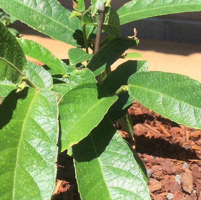 Ficus coronata