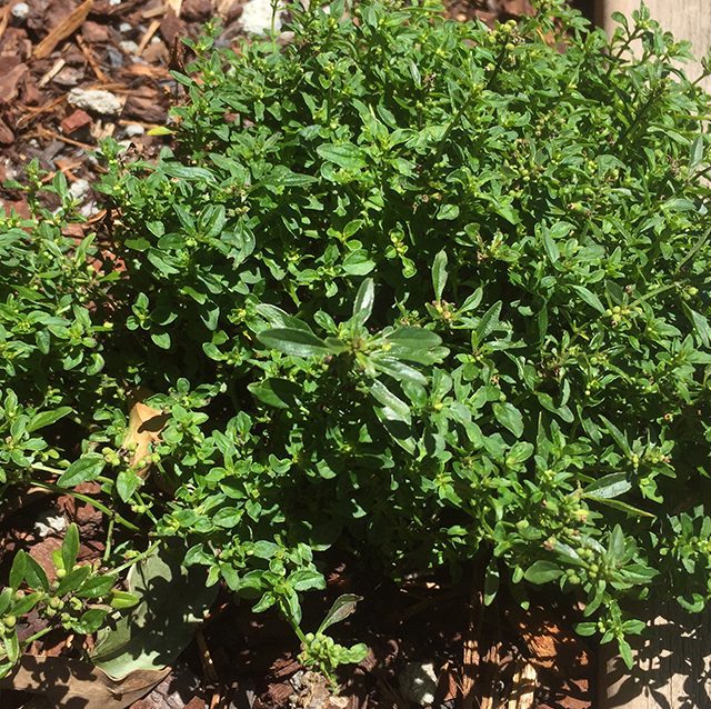 Mentha satureoides