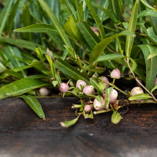 Myoporum debile