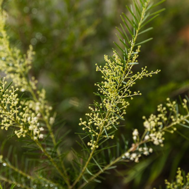 Acacia linifolia