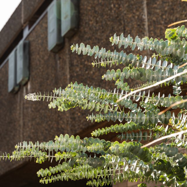 Sydney natives plant list