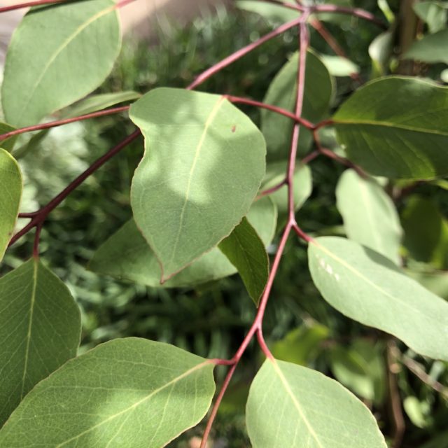 Eucalyptus piperita