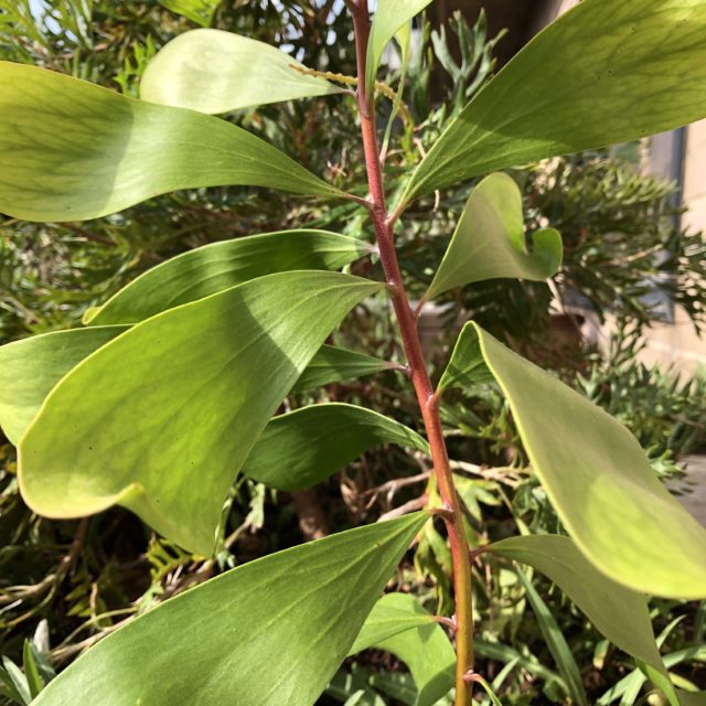 Persoonia levis
