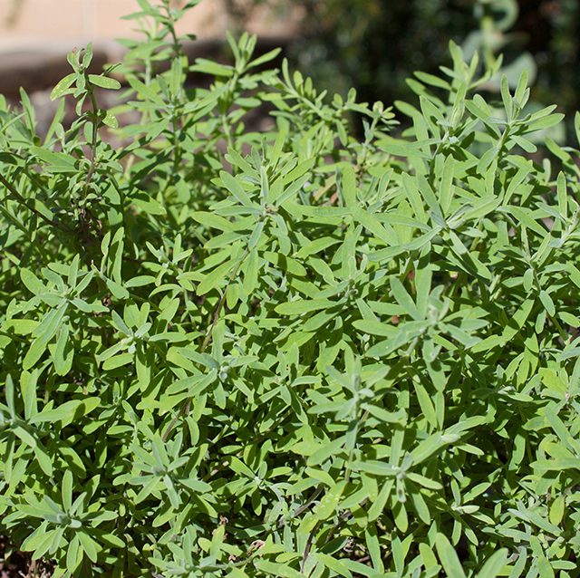 Rhodanthe anthemoides