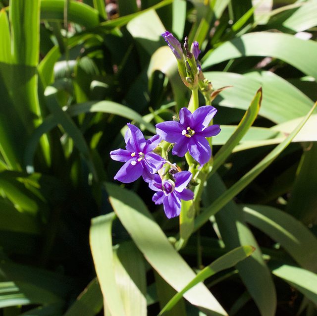 Dianella revoluta