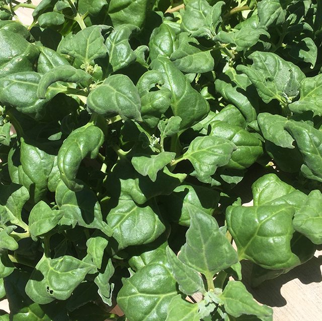 Tetragonia tetragonioides