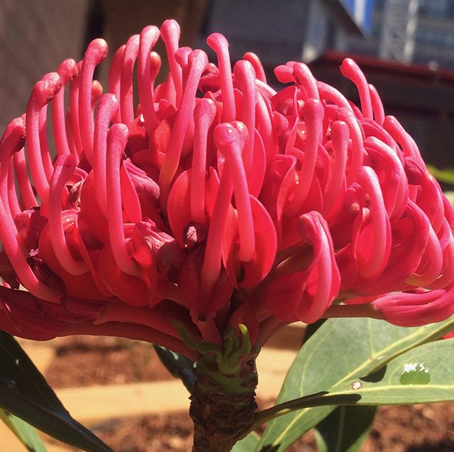 Telopea speciosissima