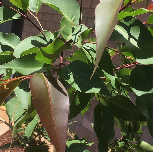 Eucalyptus tereticornis