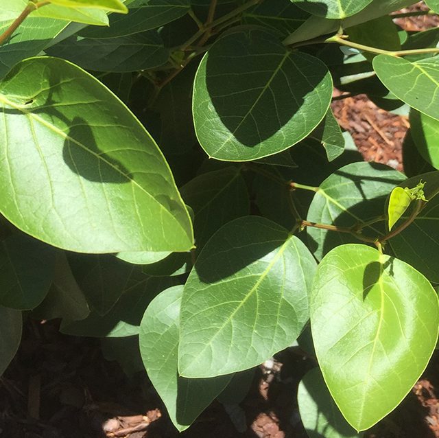 Hardenbergia violacea
