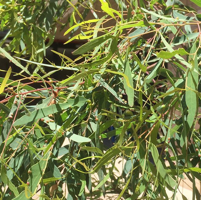 Eucalyptus parramattensis