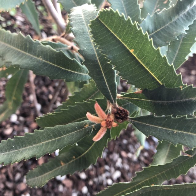 Banksia oblongifolia