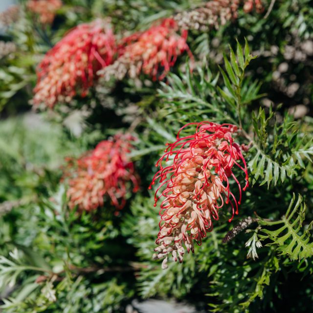 Grevillea laurifolia